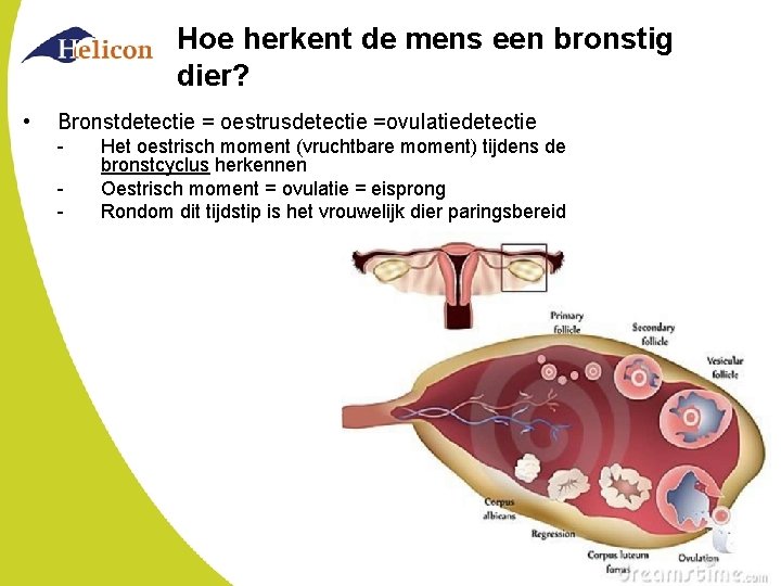 Hoe herkent de mens een bronstig dier? • Bronstdetectie = oestrusdetectie =ovulatiedetectie - Het