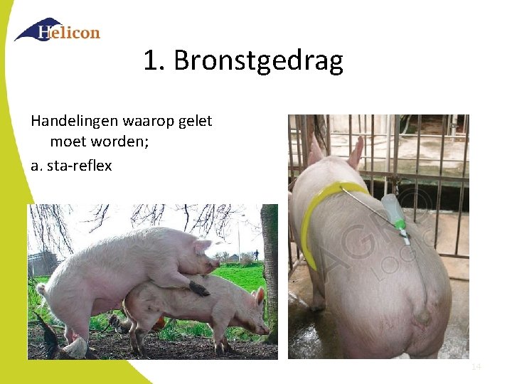 1. Bronstgedrag Handelingen waarop gelet moet worden; a. sta-reflex 14 