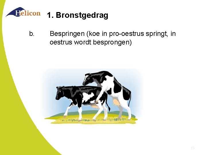 1. Bronstgedrag b. Bespringen (koe in pro-oestrus springt, in oestrus wordt besprongen) 15 