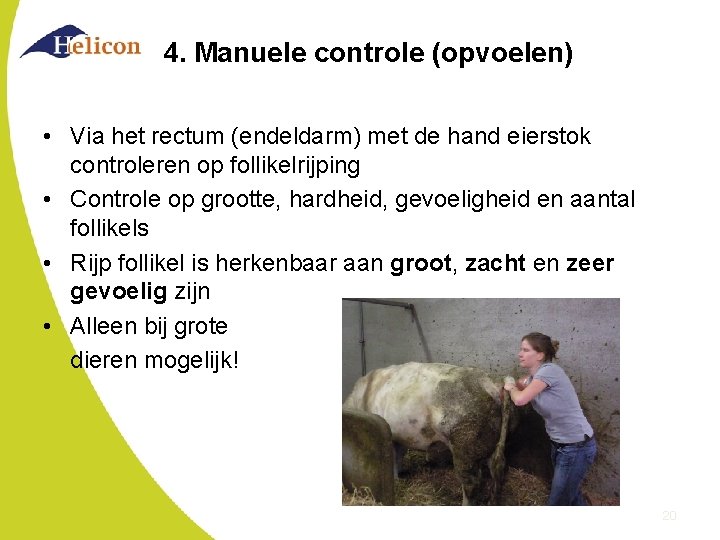 4. Manuele controle (opvoelen) • Via het rectum (endeldarm) met de hand eierstok controleren