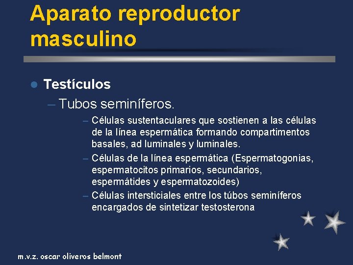 Aparato reproductor masculino l Testículos – Tubos seminíferos. – Células sustentaculares que sostienen a