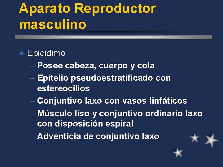 Aparato Reproductor masculino l Epididimo – Posee cabeza, cuerpo y cola – Epitelio pseudoestratificado