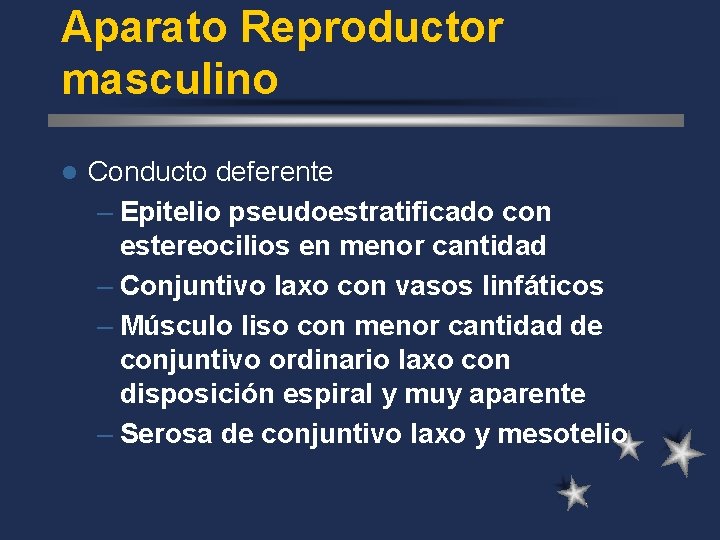 Aparato Reproductor masculino l Conducto deferente – Epitelio pseudoestratificado con estereocilios en menor cantidad