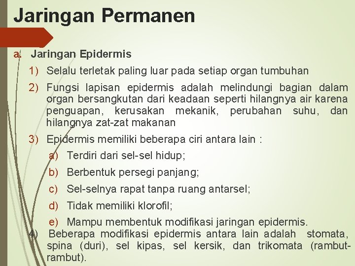 Jaringan Permanen a. Jaringan Epidermis 1) Selalu terletak paling luar pada setiap organ tumbuhan