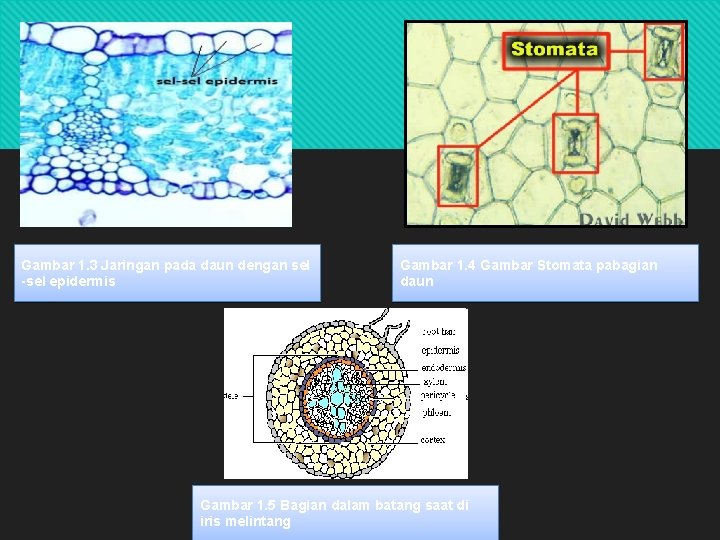 Gambar 1. 3 Jaringan pada daun dengan sel -sel epidermis Gambar 1. 4 Gambar