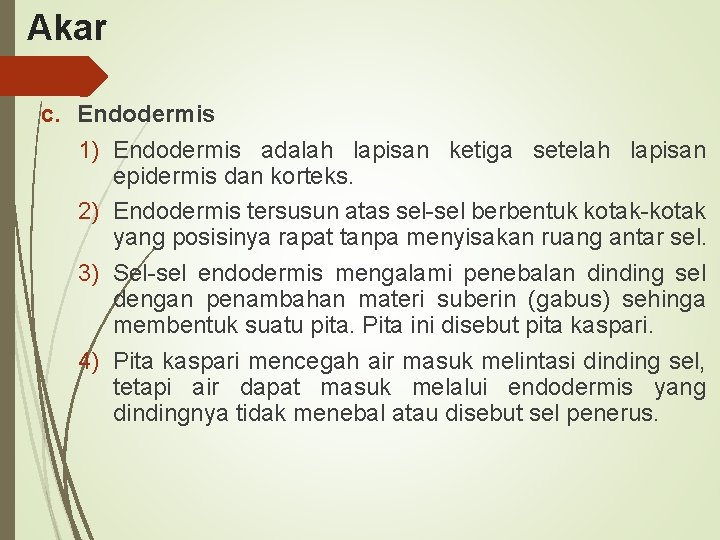 Akar c. Endodermis 1) Endodermis adalah lapisan ketiga setelah lapisan epidermis dan korteks. 2)