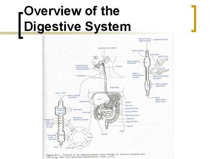 Overview of the Digestive System 
