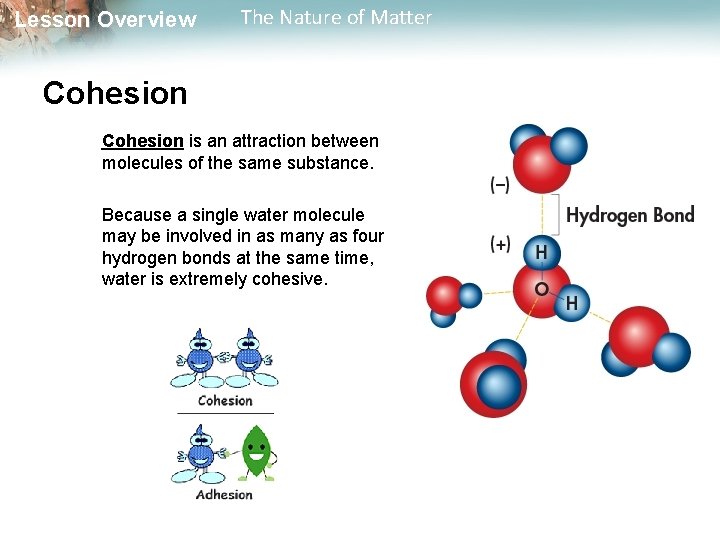 Lesson Overview The Nature of Matter Cohesion is an attraction between molecules of the