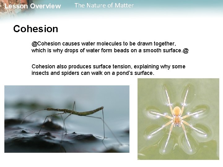 Lesson Overview The Nature of Matter Cohesion @Cohesion causes water molecules to be drawn