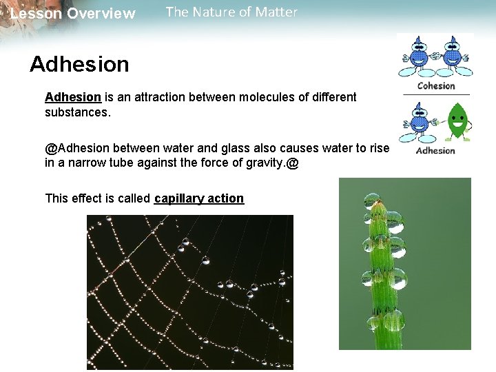 Lesson Overview The Nature of Matter Adhesion is an attraction between molecules of different