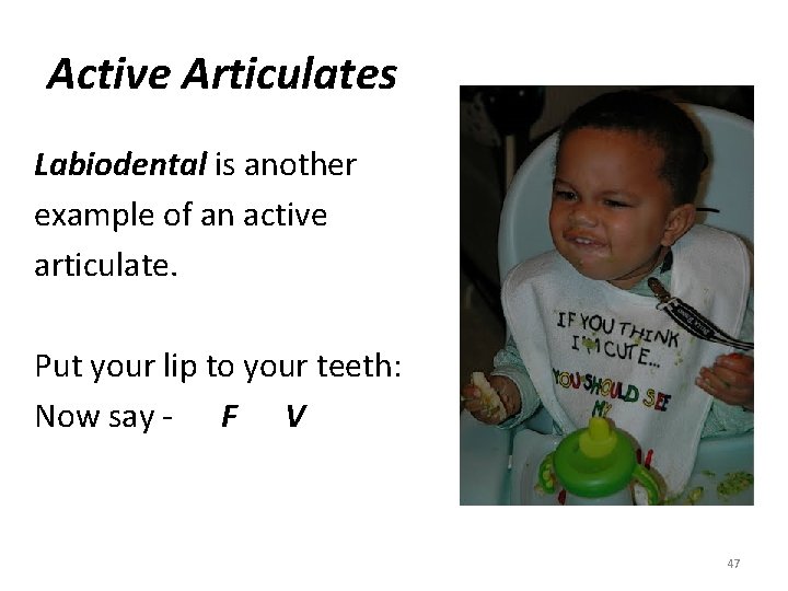 Active Articulates Labiodental is another example of an active articulate. Put your lip to
