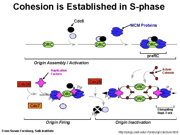 Cohesion is Established in S-phase Cdc 6 ORC MCM Proteins ORC pre. RC Origin