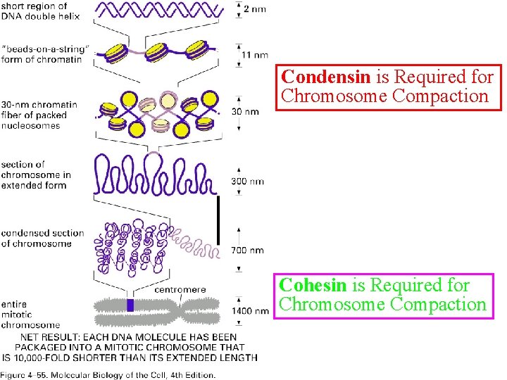 Condensin is Required for Chromosome Compaction Cohesin is Required for Chromosome Compaction 