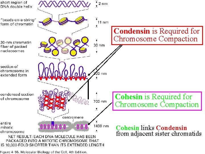 Condensin is Required for Chromosome Compaction Cohesin links Condensin from adjacent sister chromatids 