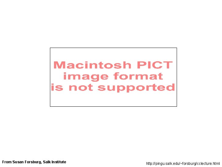 From Susan Forsburg, Salk Institute http: //pingu. salk. edu/~forsburg/cclecture. html 