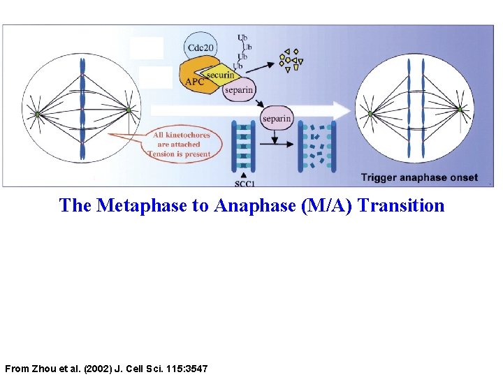 The Metaphase to Anaphase (M/A) Transition From Zhou et al. (2002) J. Cell Sci.