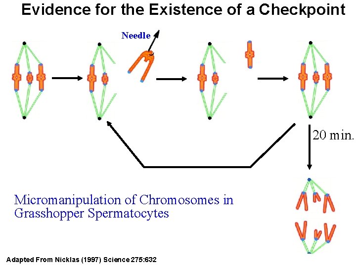 Evidence for the Existence of a Checkpoint Needle 20 min. Micromanipulation of Chromosomes in