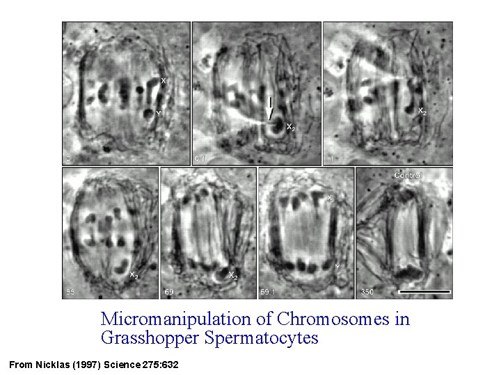 Micromanipulation of Chromosomes in Grasshopper Spermatocytes From Nicklas (1997) Science 275: 632 