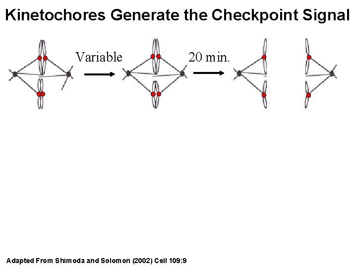 Kinetochores Generate the Checkpoint Signal Variable Adapted From Shimoda and Solomon (2002) Cell 109:
