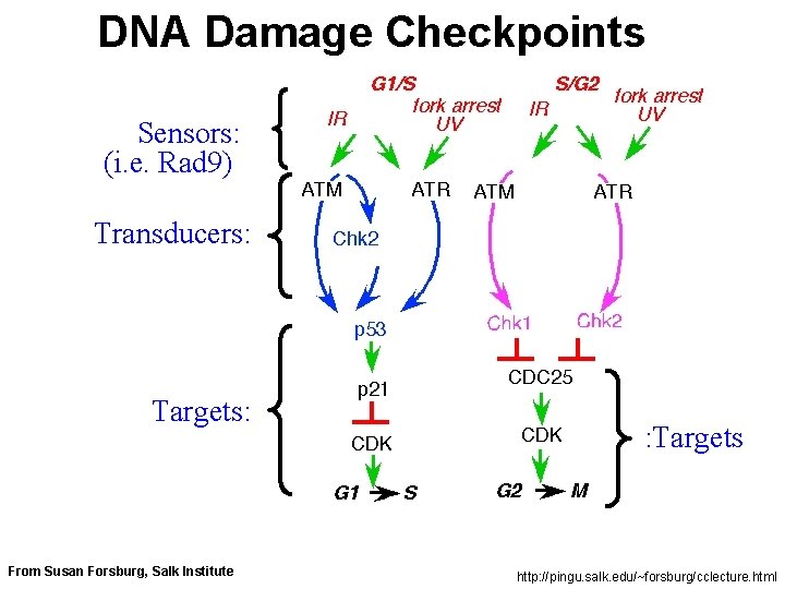 DNA Damage Checkpoints Sensors: (i. e. Rad 9) Transducers: Targets: From Susan Forsburg, Salk