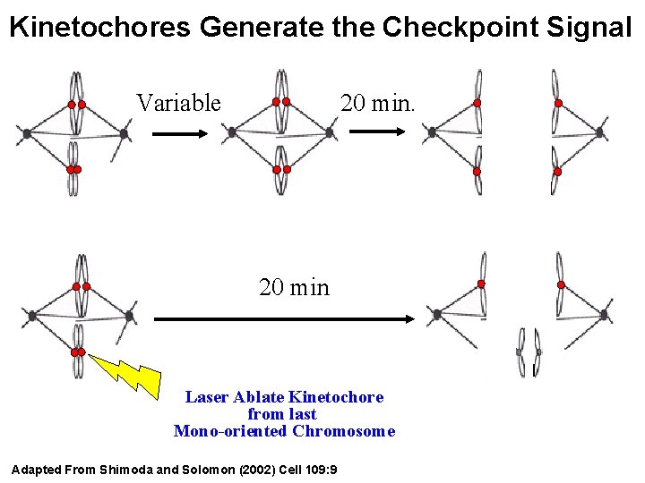 Kinetochores Generate the Checkpoint Signal Variable 20 min Laser Ablate Kinetochore from last Mono-oriented
