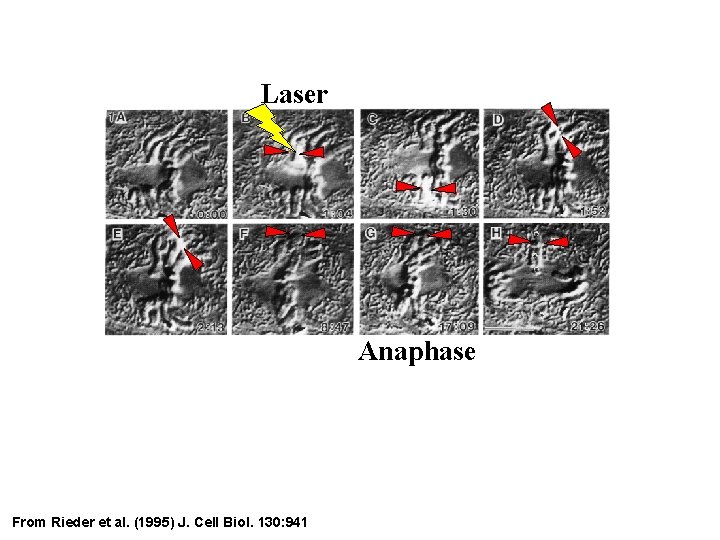 Laser Anaphase From Rieder et al. (1995) J. Cell Biol. 130: 941 