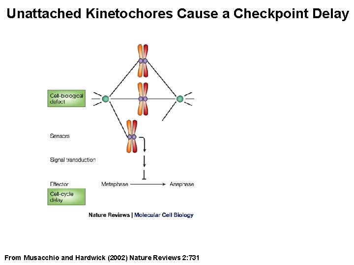Unattached Kinetochores Cause a Checkpoint Delay From Musacchio and Hardwick (2002) Nature Reviews 2: