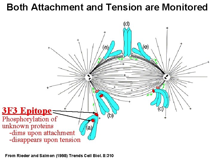 Both Attachment and Tension are Monitored 3 F 3 Epitope Phosphorylation of unknown proteins