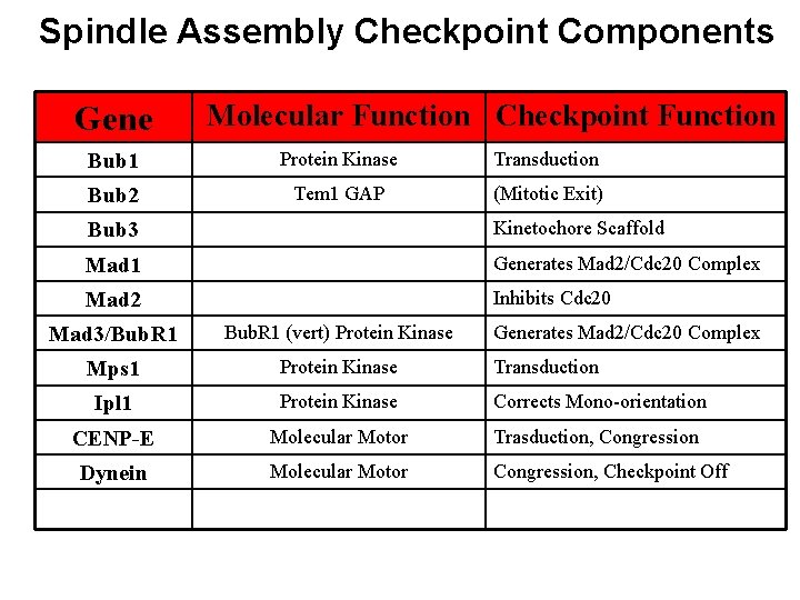 Spindle Assembly Checkpoint Components Gene Molecular Function Checkpoint Function Bub 1 Protein Kinase Transduction