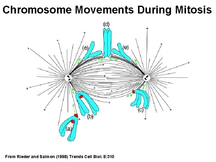 Chromosome Movements During Mitosis From Rieder and Salmon (1998) Trends Cell Biol. 8: 310
