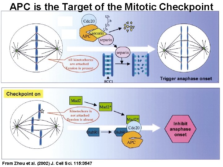 APC is the Target of the Mitotic Checkpoint From Zhou et al. (2002) J.