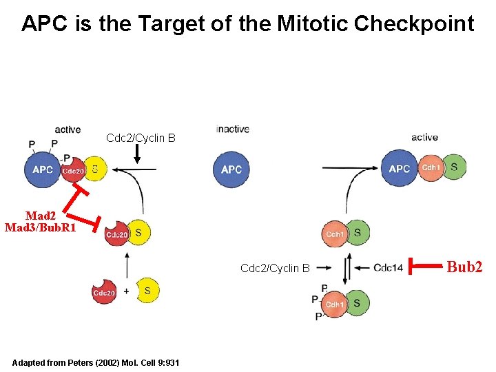 APC is the Target of the Mitotic Checkpoint Cdc 2/Cyclin B Mad 2 Mad