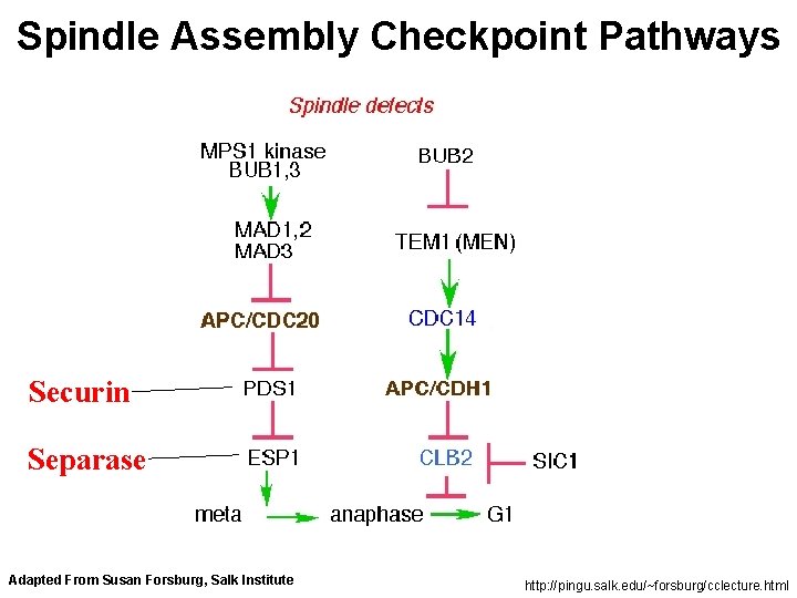 Spindle Assembly Checkpoint Pathways Securin Separase Adapted From Susan Forsburg, Salk Institute http: //pingu.