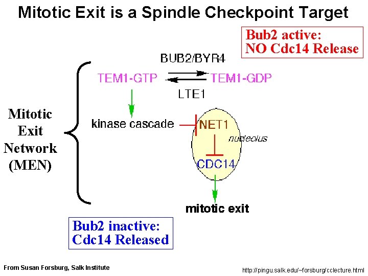 Mitotic Exit is a Spindle Checkpoint Target Bub 2 active: NO Cdc 14 Release