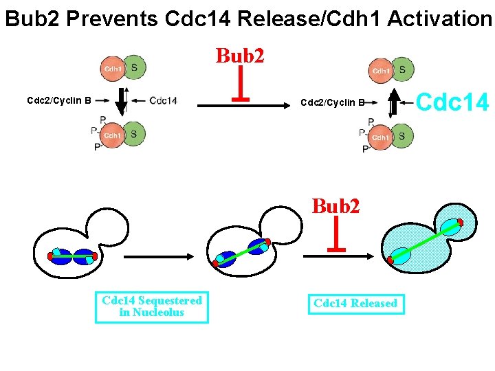 Bub 2 Prevents Cdc 14 Release/Cdh 1 Activation Bub 2 Cdc 2/Cyclin B Bub