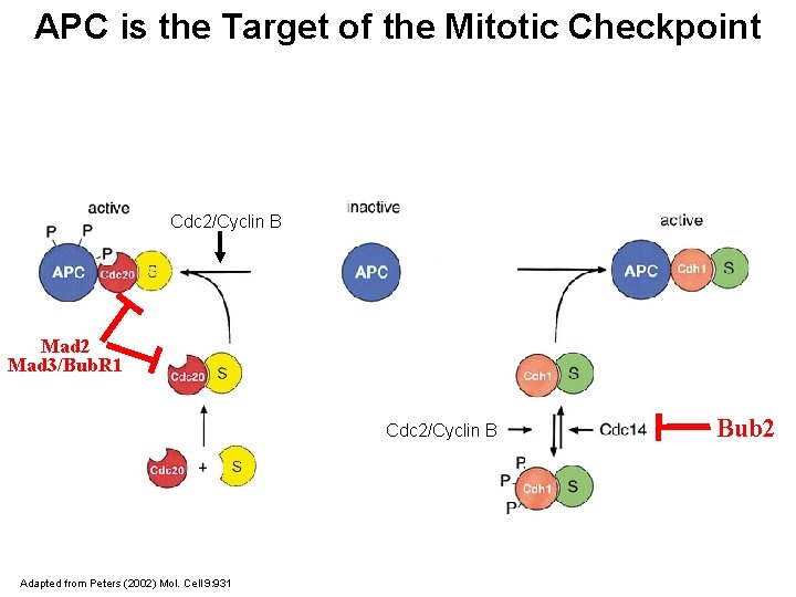 APC is the Target of the Mitotic Checkpoint Cdc 2/Cyclin B Mad 2 Mad