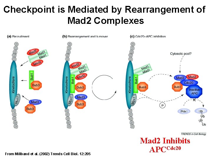 Checkpoint is Mediated by Rearrangement of Mad 2 Complexes From Millband et al. (2002)