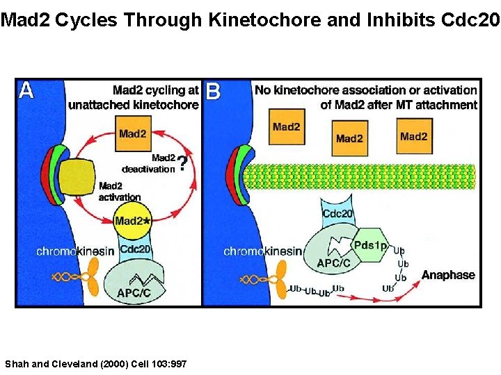 Mad 2 Cycles Through Kinetochore and Inhibits Cdc 20 Shah and Cleveland (2000) Cell