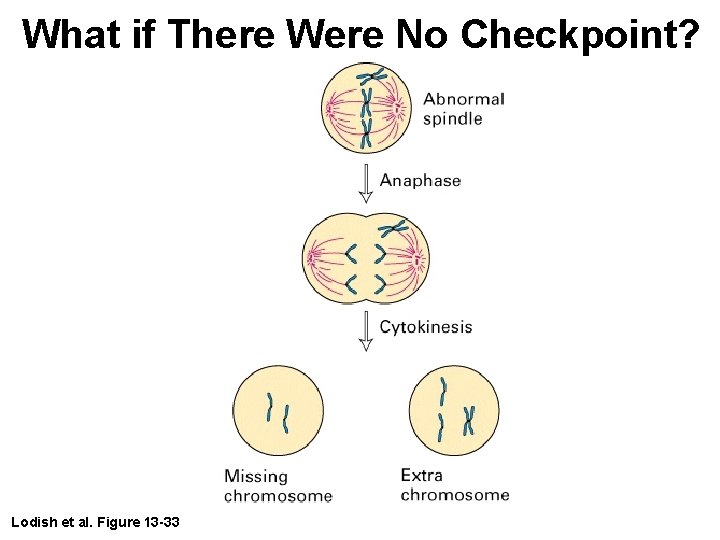 What if There Were No Checkpoint? Lodish et al. Figure 13 -33 