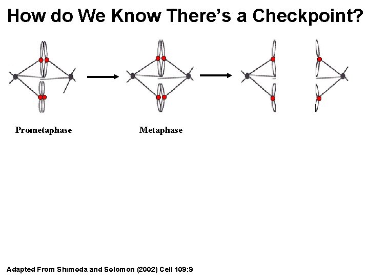 How do We Know There’s a Checkpoint? Prometaphase Metaphase Adapted From Shimoda and Solomon