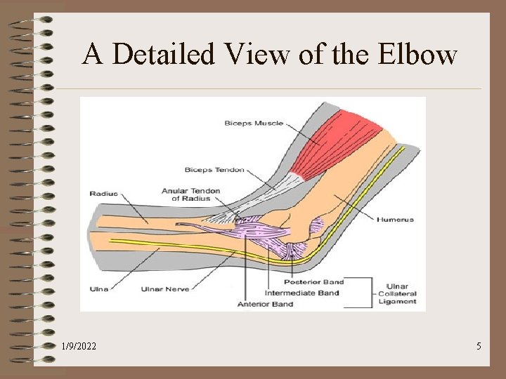 A Detailed View of the Elbow 1/9/2022 5 