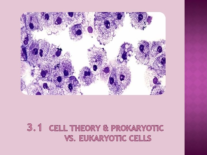 3. 1 CELL THEORY & PROKARYOTIC VS. EUKARYOTIC CELLS 