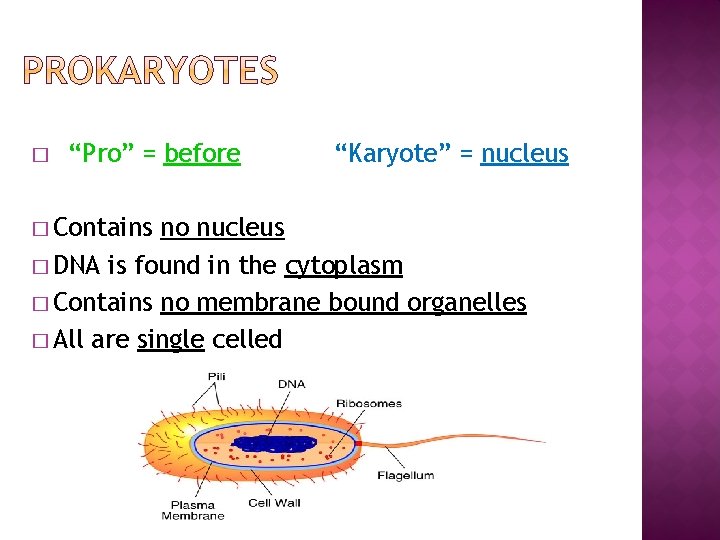 � “Pro” = before � Contains “Karyote” = nucleus no nucleus � DNA is