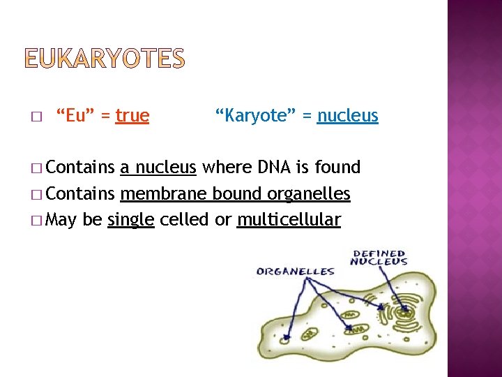 � “Eu” = true � Contains “Karyote” = nucleus a nucleus where DNA is
