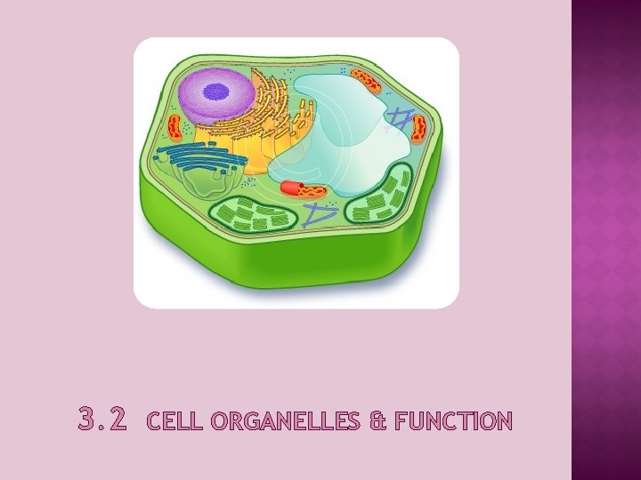 3. 2 CELL ORGANELLES & FUNCTION 