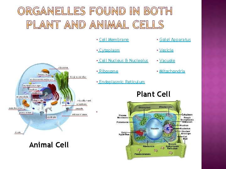  • Cell Membrane • Golgi Apparatus • Cytoplasm • Vesicle • Cell Nucleus