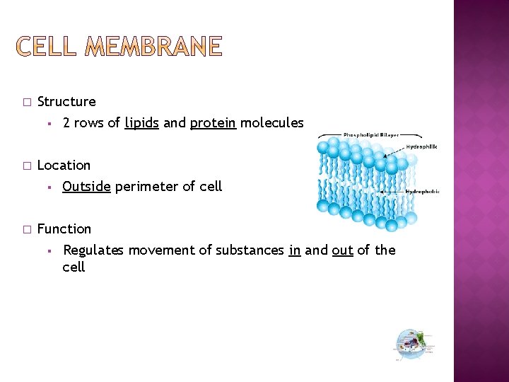 � Structure § 2 rows of lipids and protein molecules � Location § Outside