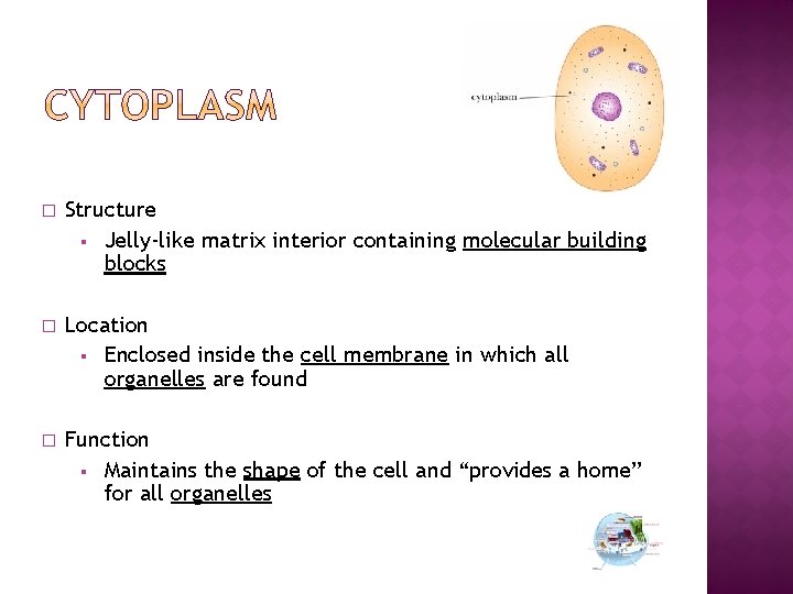 � Structure § Jelly-like matrix interior containing molecular building blocks � Location § Enclosed