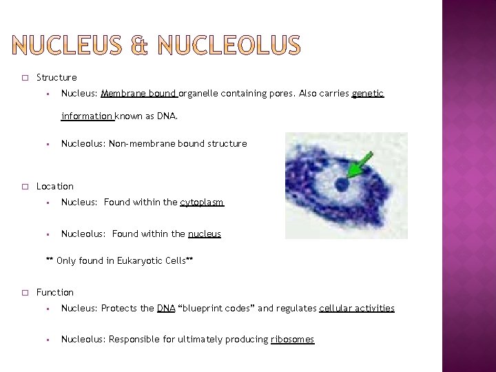� Structure § Nucleus: Membrane bound organelle containing pores. Also carries genetic information known