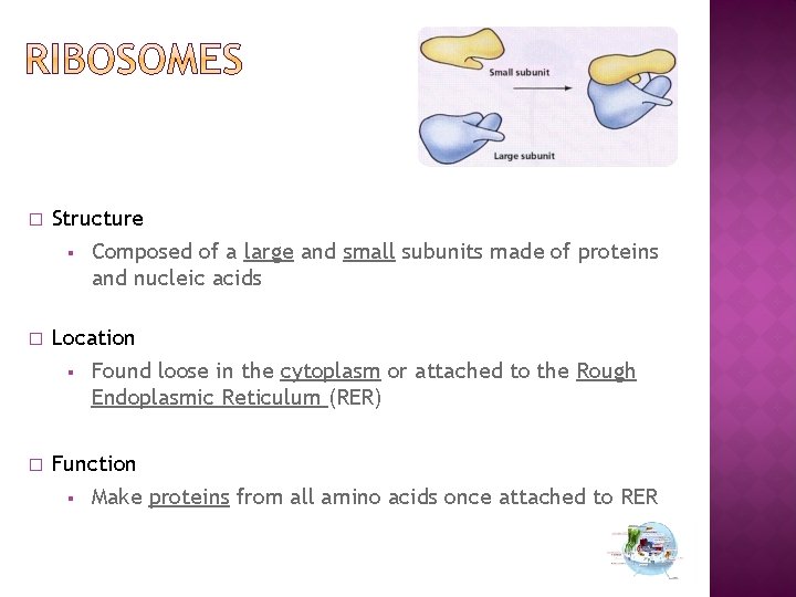 � Structure § Composed of a large and small subunits made of proteins and